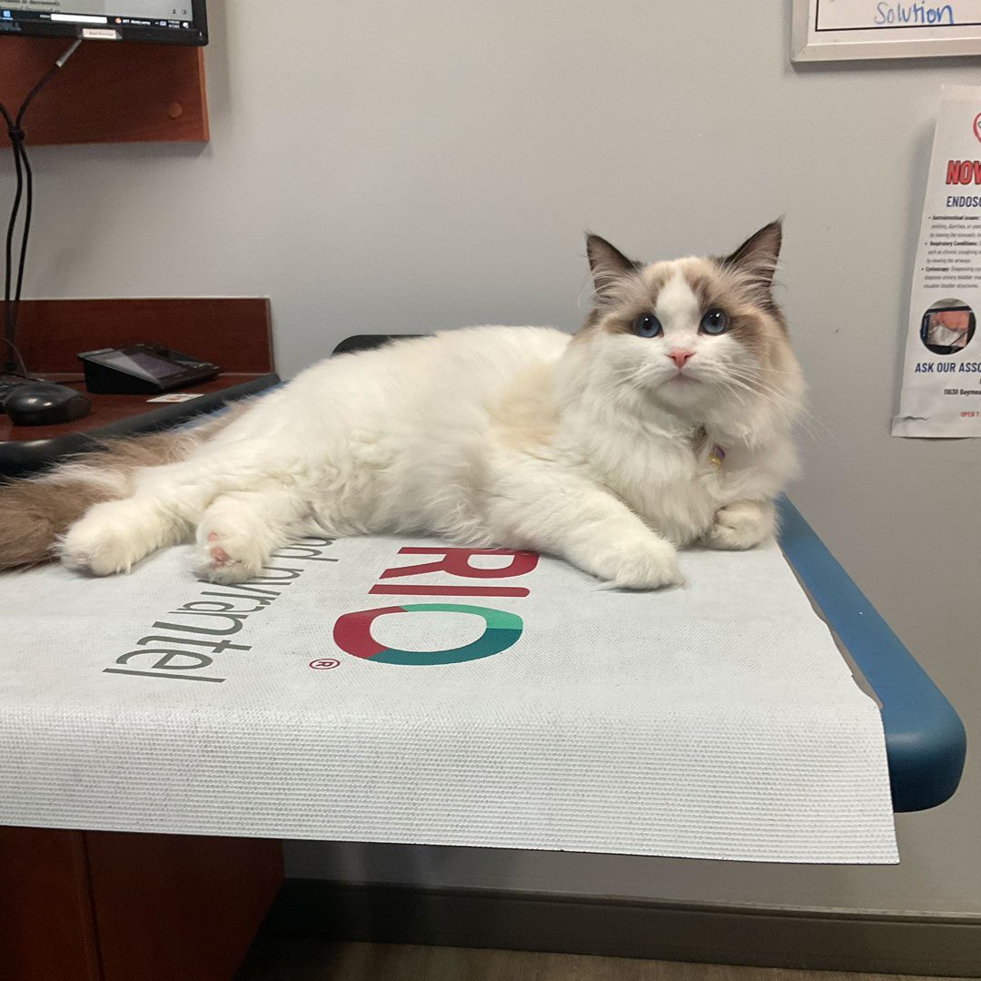 fluffy white cat laying on exam table in veterinary clinic