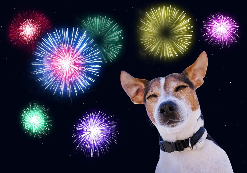dog with fireworks in the background