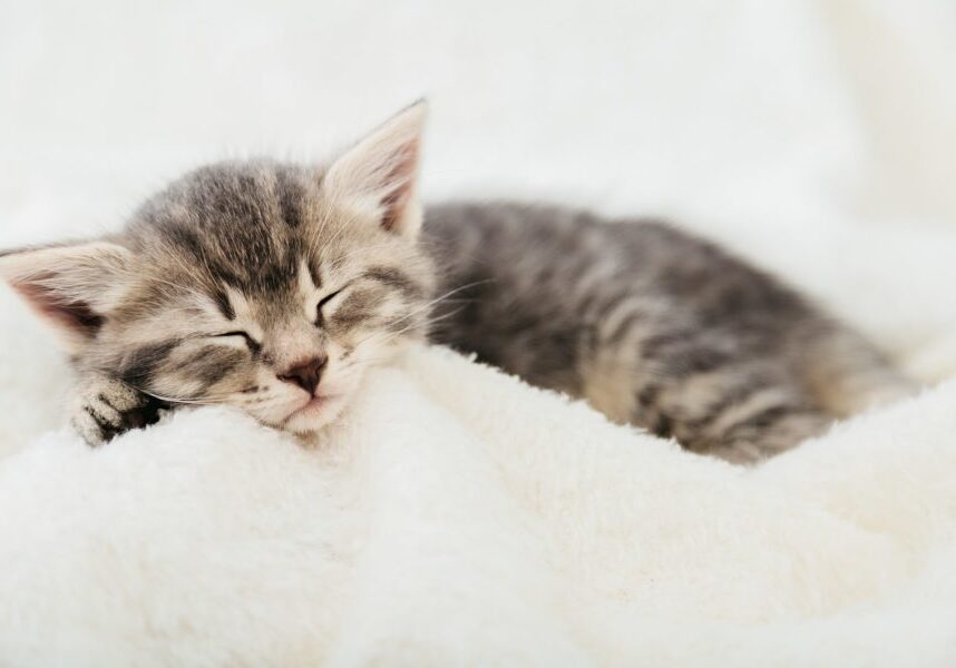 small kitten sleeping on a white blanket