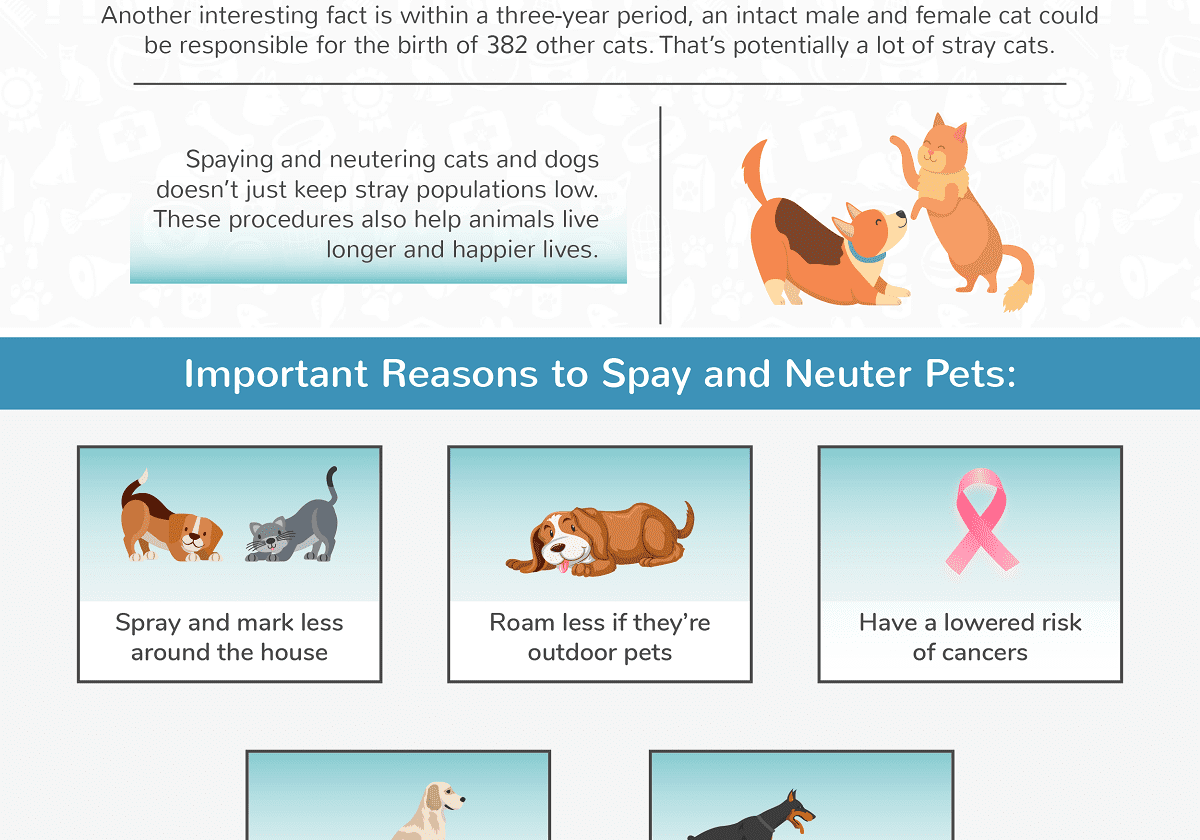 Important Reasons To Spay And Neuter Your Pet Checklist And Banner