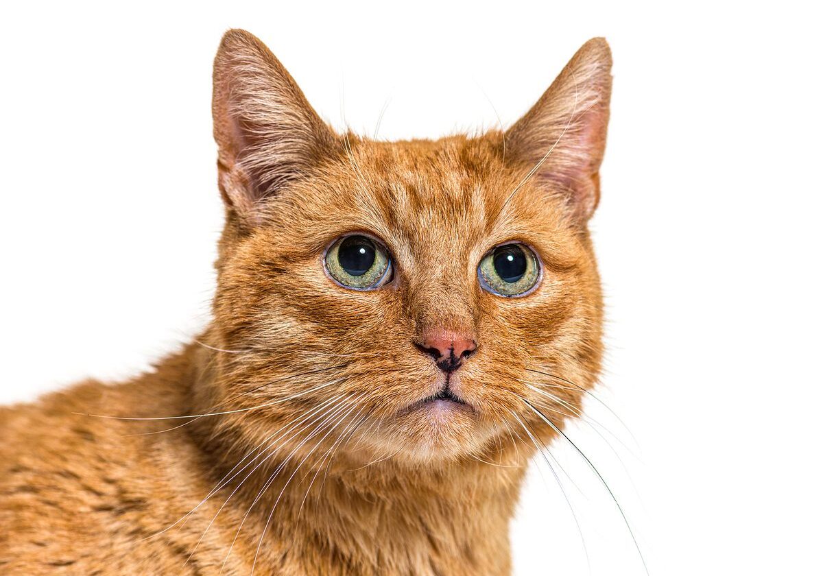 golden colored cat with green eyes