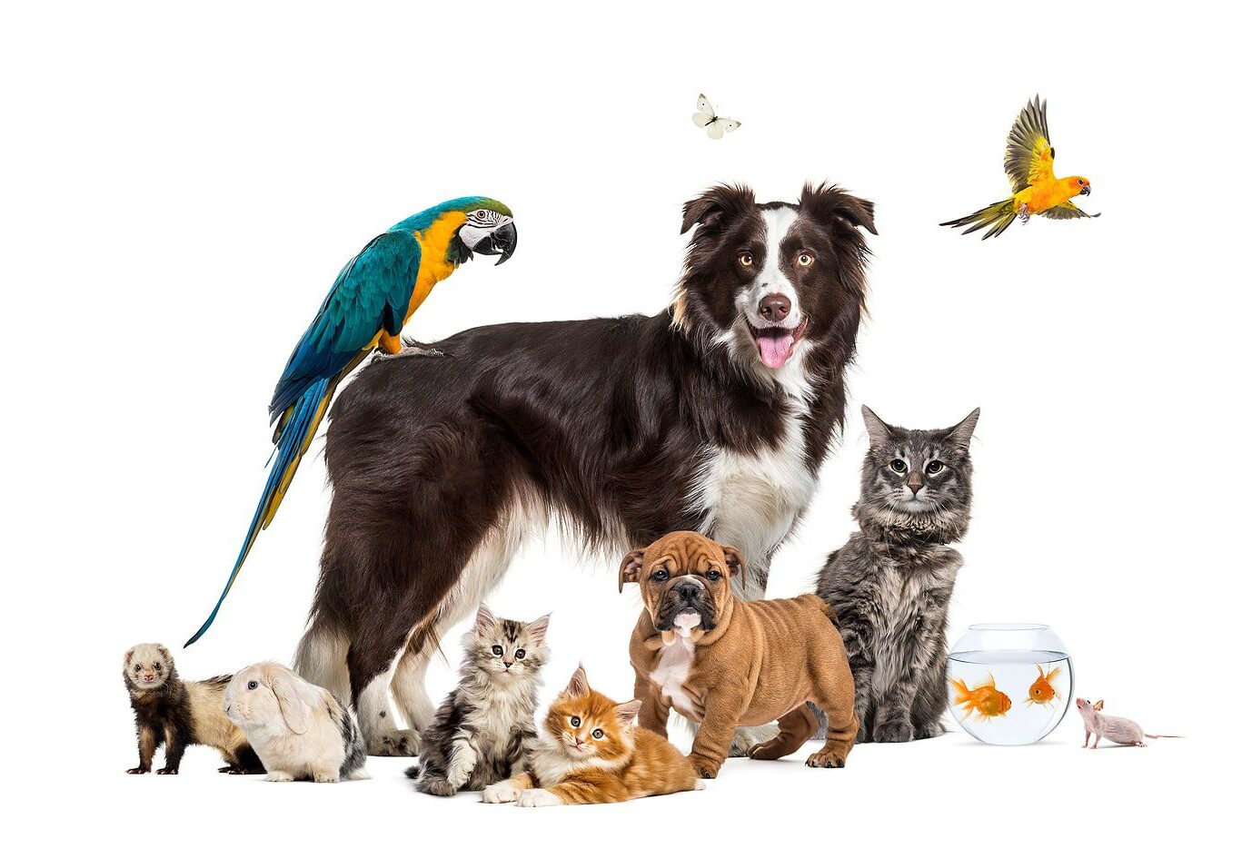 Group Of Different Types Of Pets To Have Posing