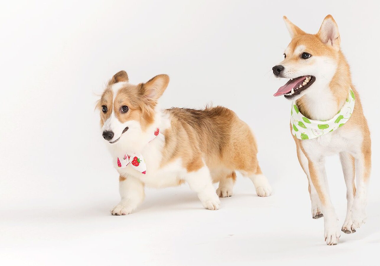 Close Up Of Dogs At Indoor Dog Daycare