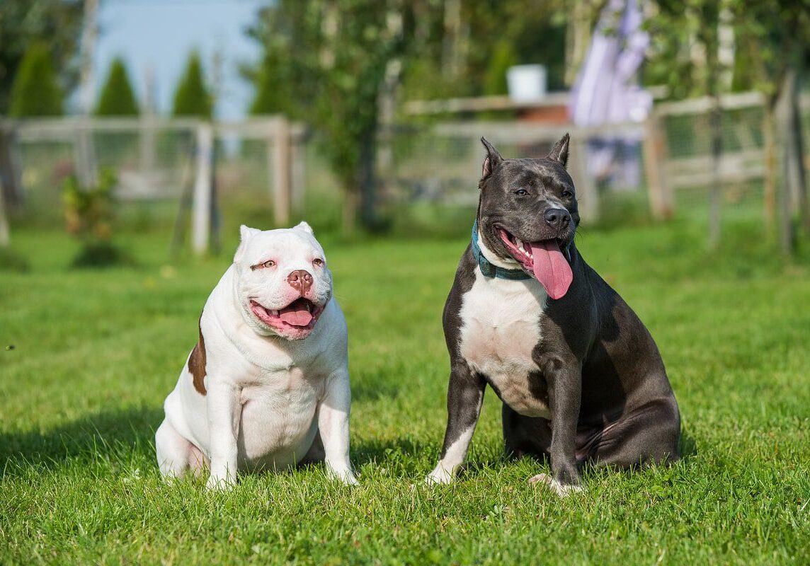 two dogs sitting in the grass outside and panting