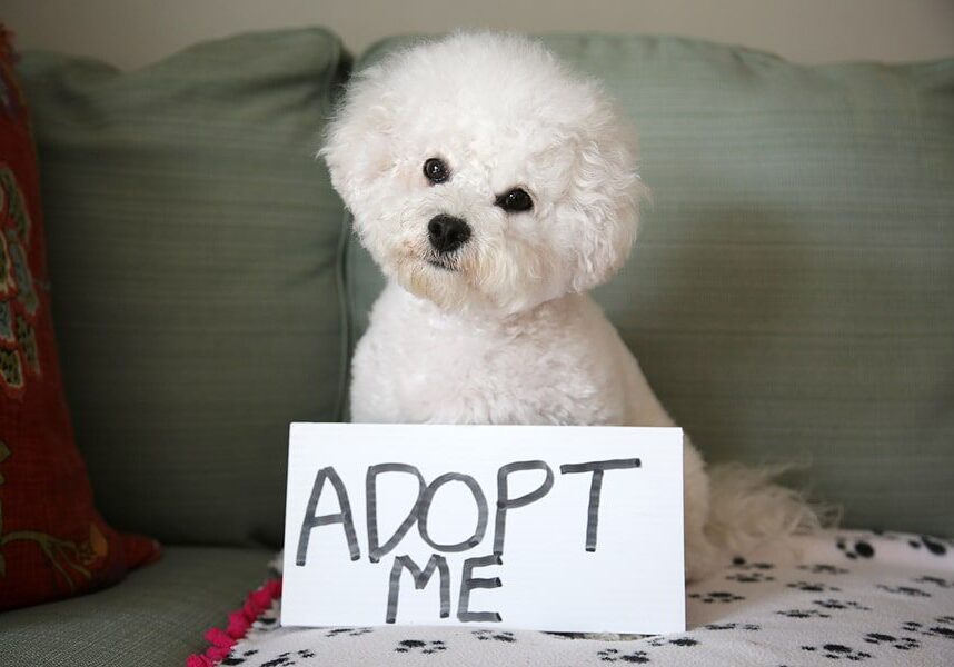 Little White Dog Holding Adopt Me Sign