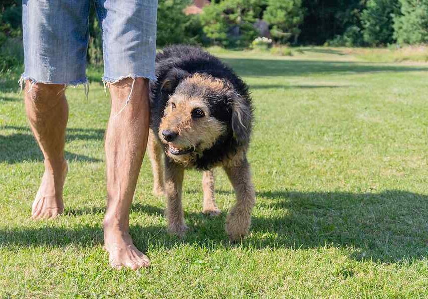 dog walking in the grass behind their owner