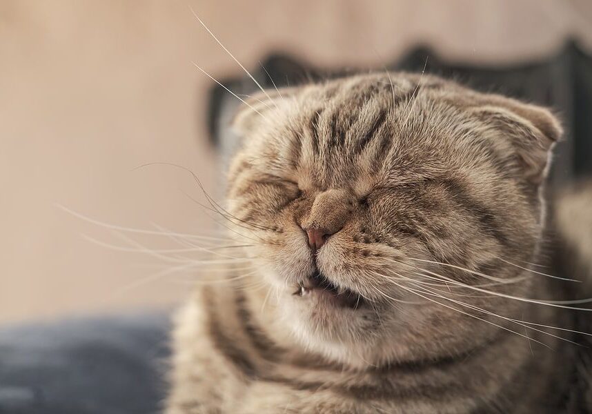 Cat Sneezing