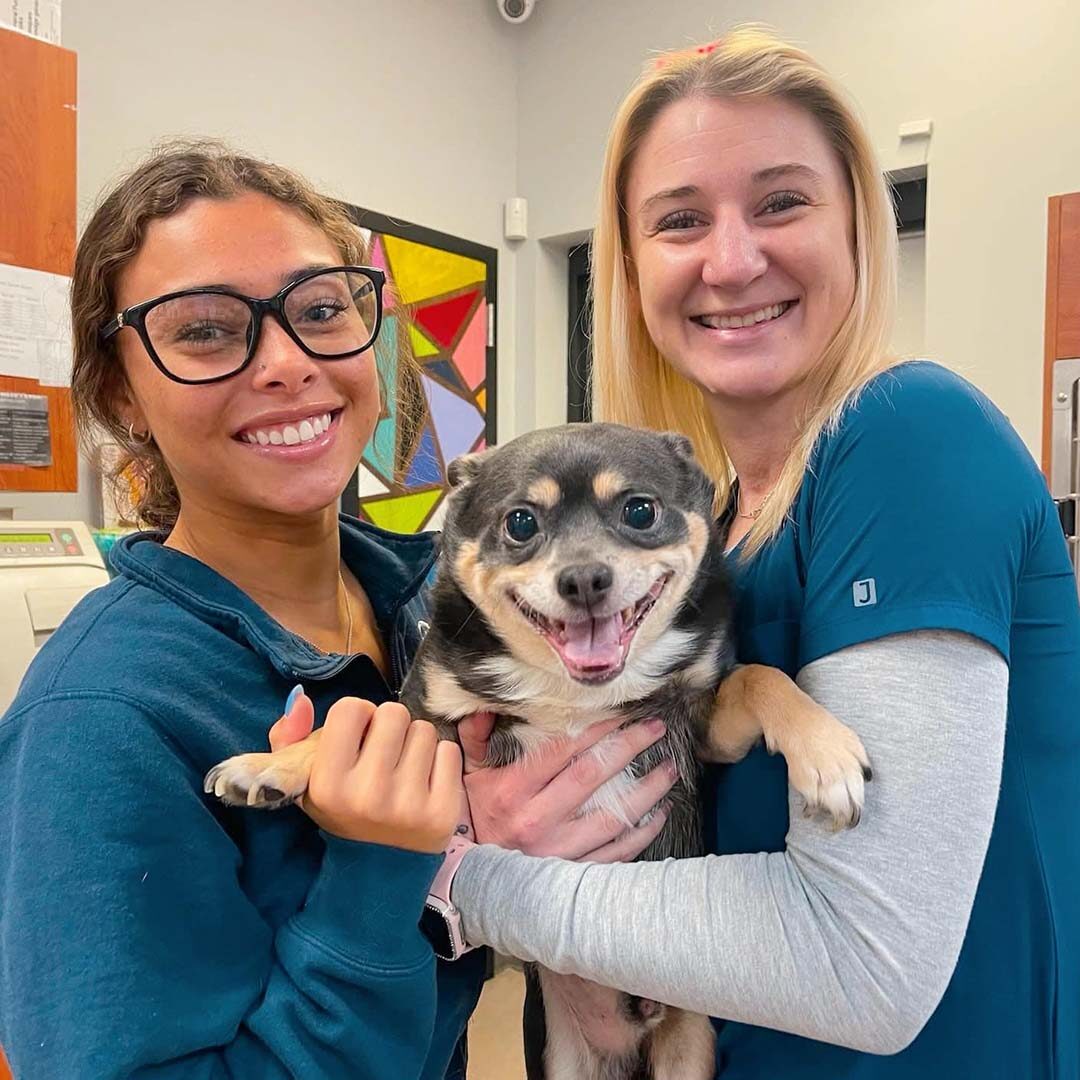 two smiling veterinary assistants holding an elderly dog
