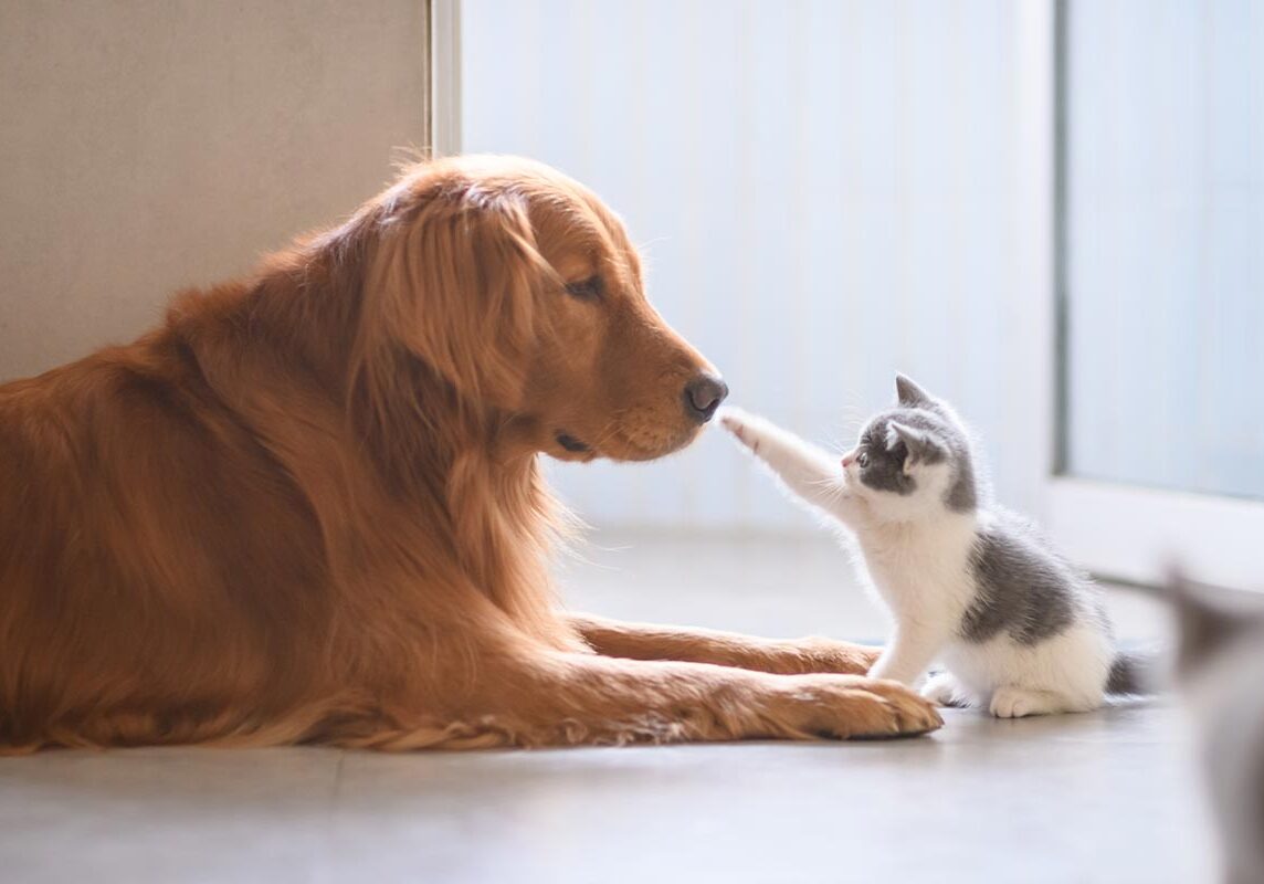 kitten playing with golden retriever indoors