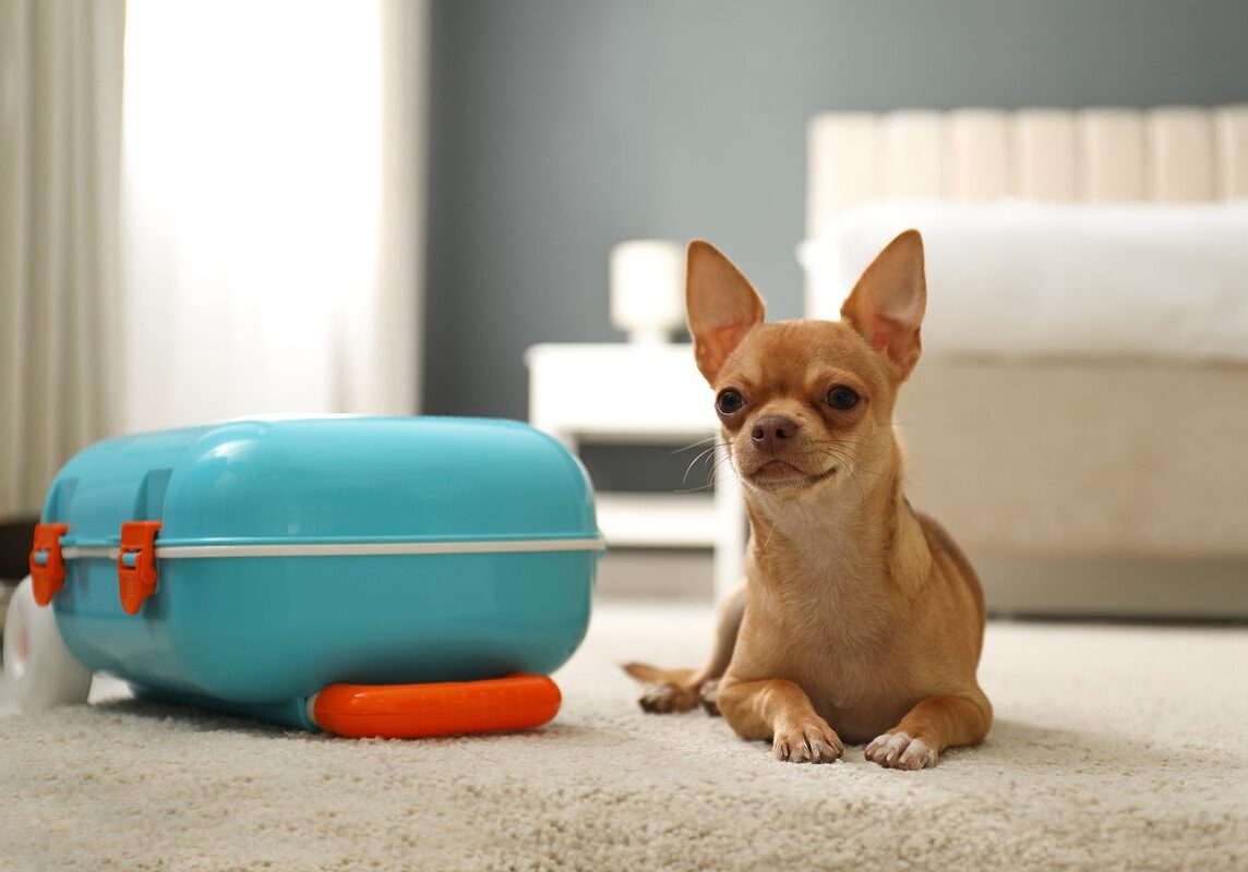 small dog sitting on the carpet with a suitcase next to them