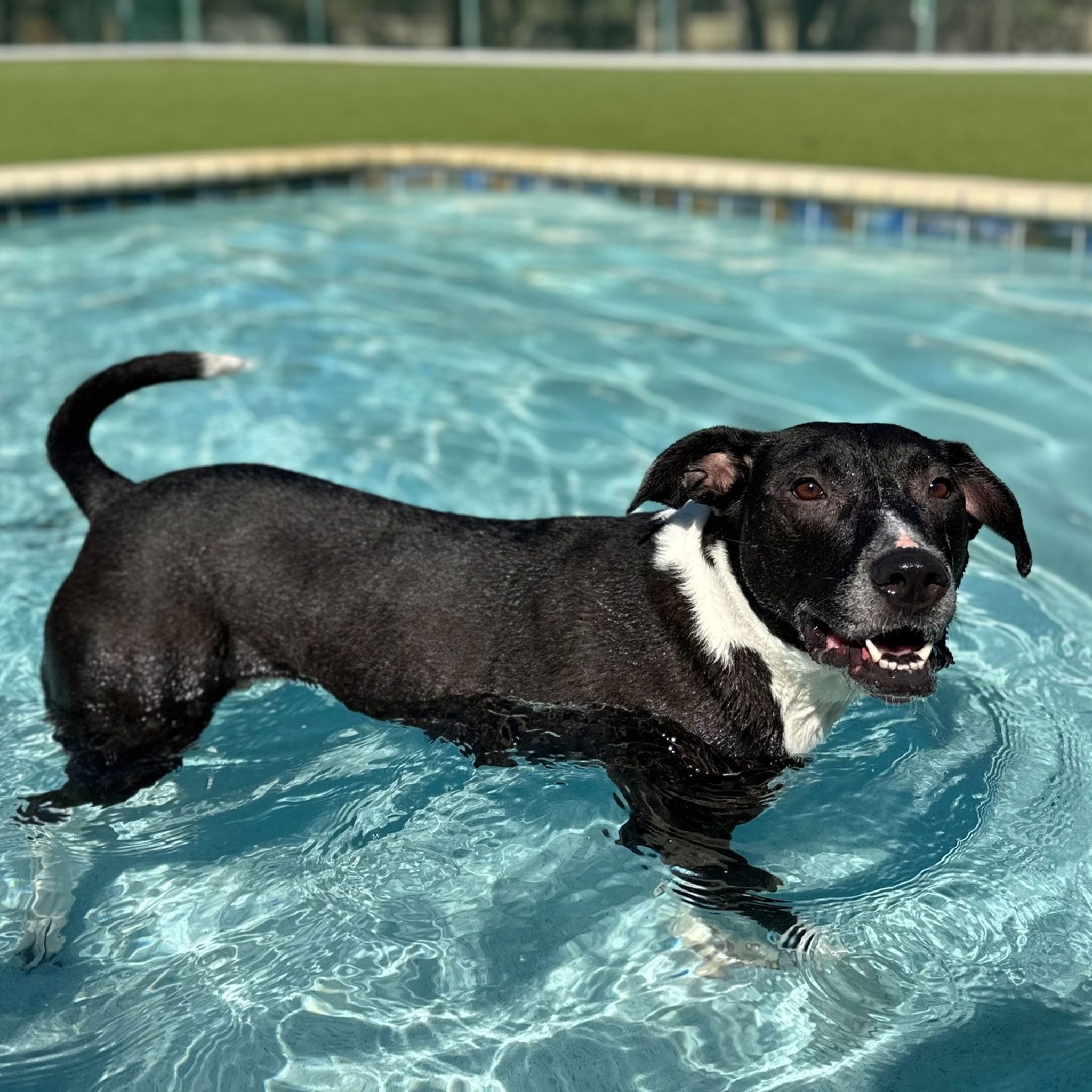 happy black dog with white spots playing in pool outside