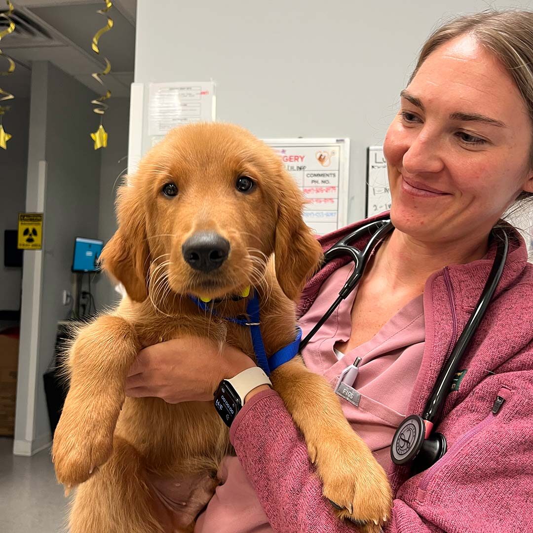 veterinarian smiling and holding a young brown dog