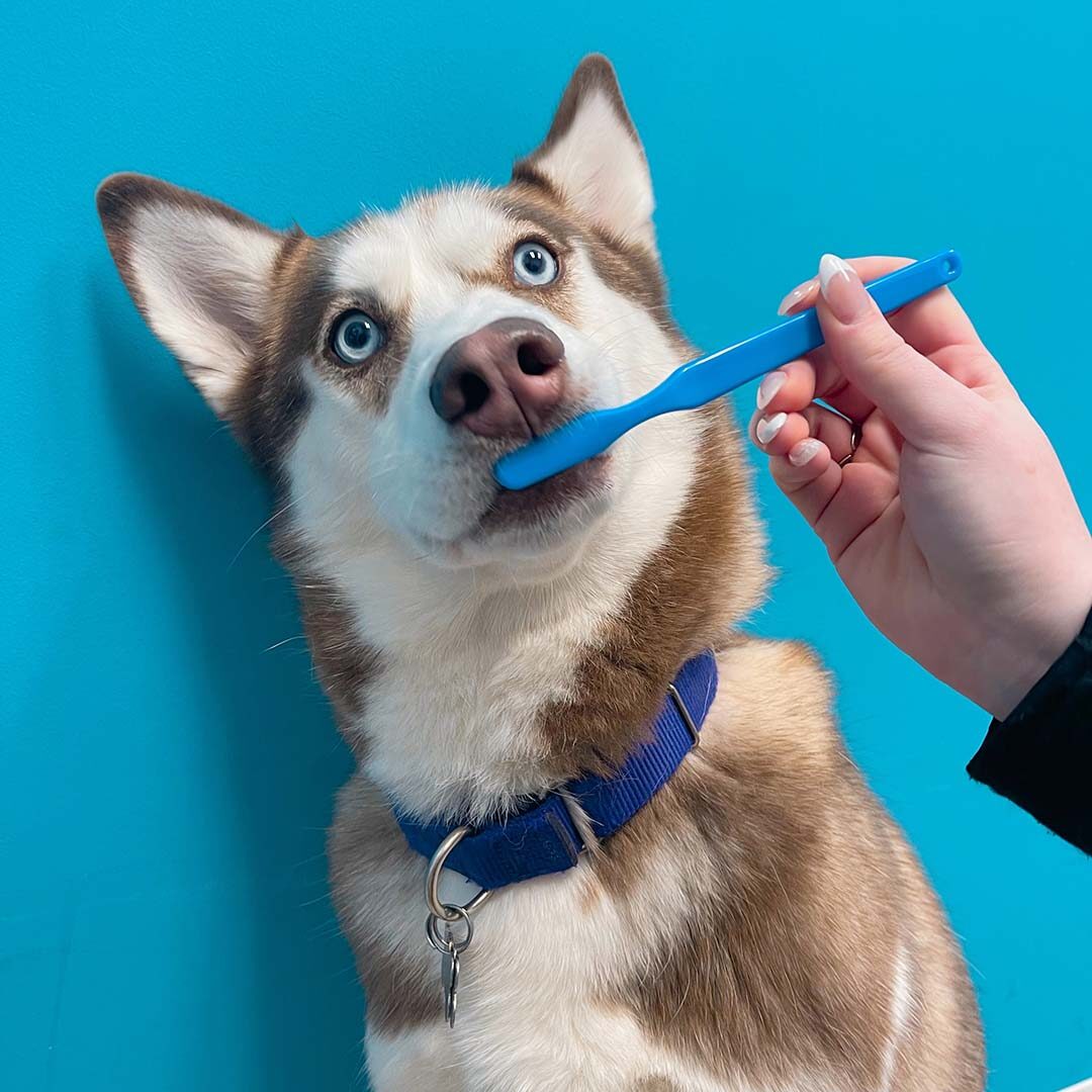 brown and white husky getting its teeth brushed with a blue toothbrush