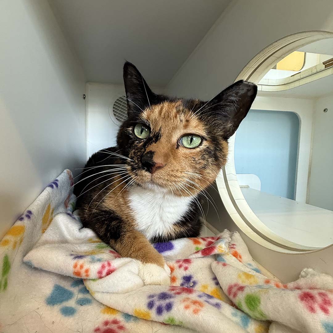curious calico cat with green eyes during her boarding stay