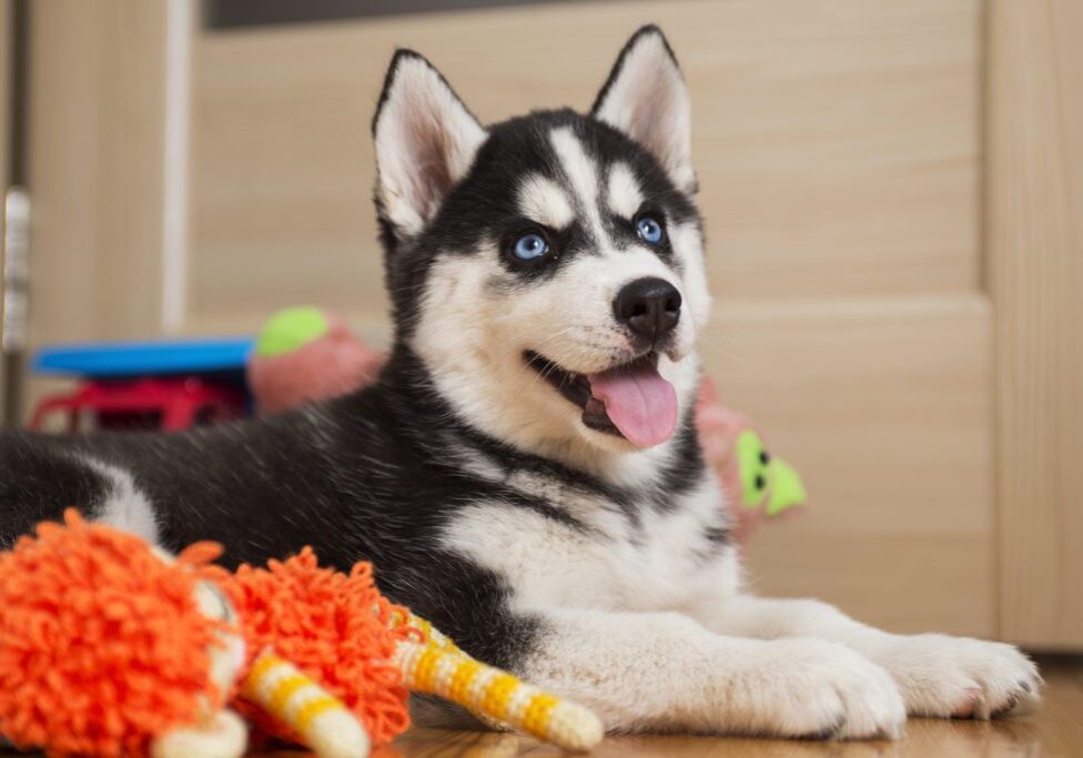 husky puppy with blue eyes laying down with toys around them
