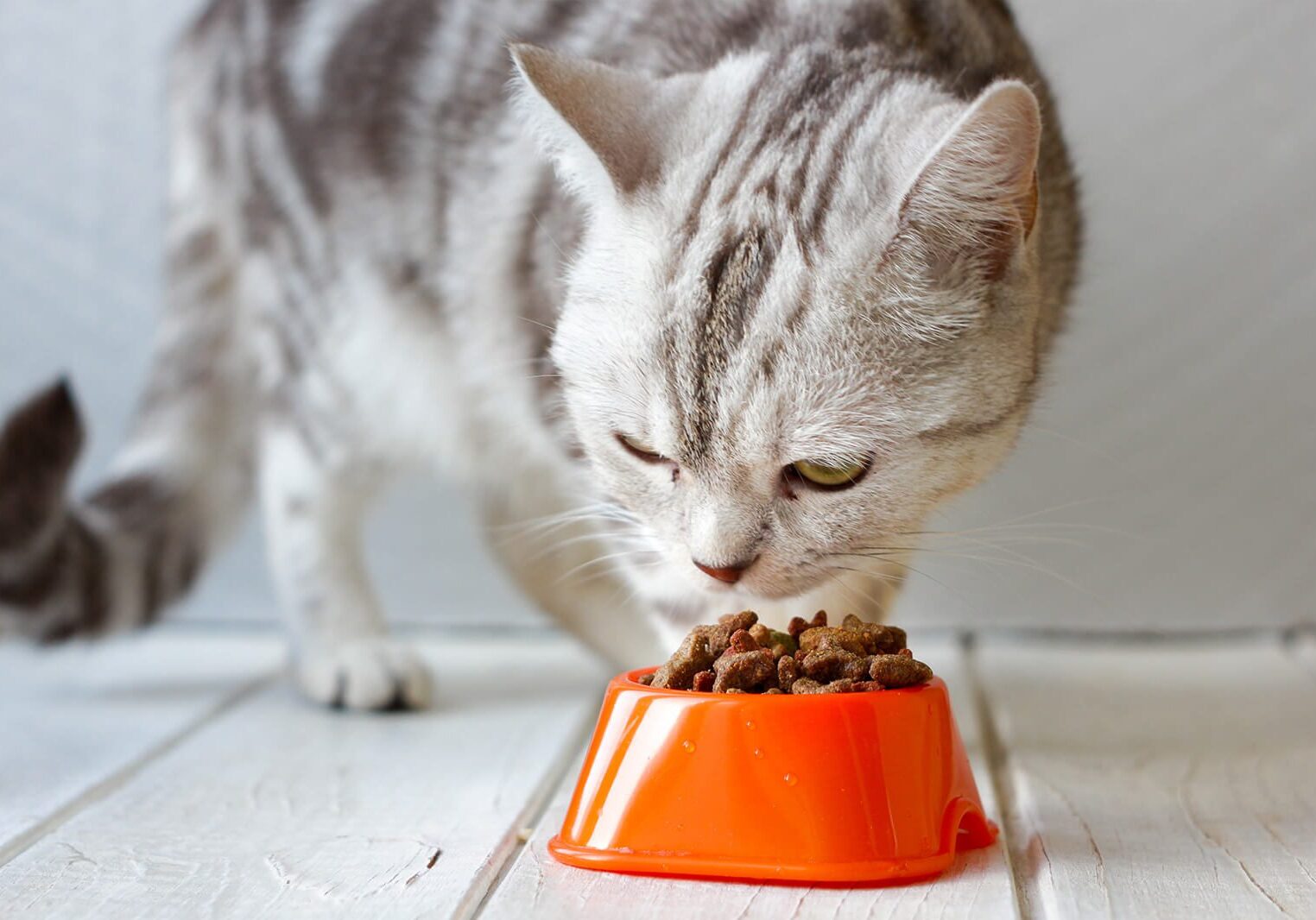 gray striped cat eating from orange bowl