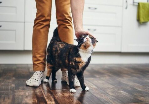 pet owner petting cat at home