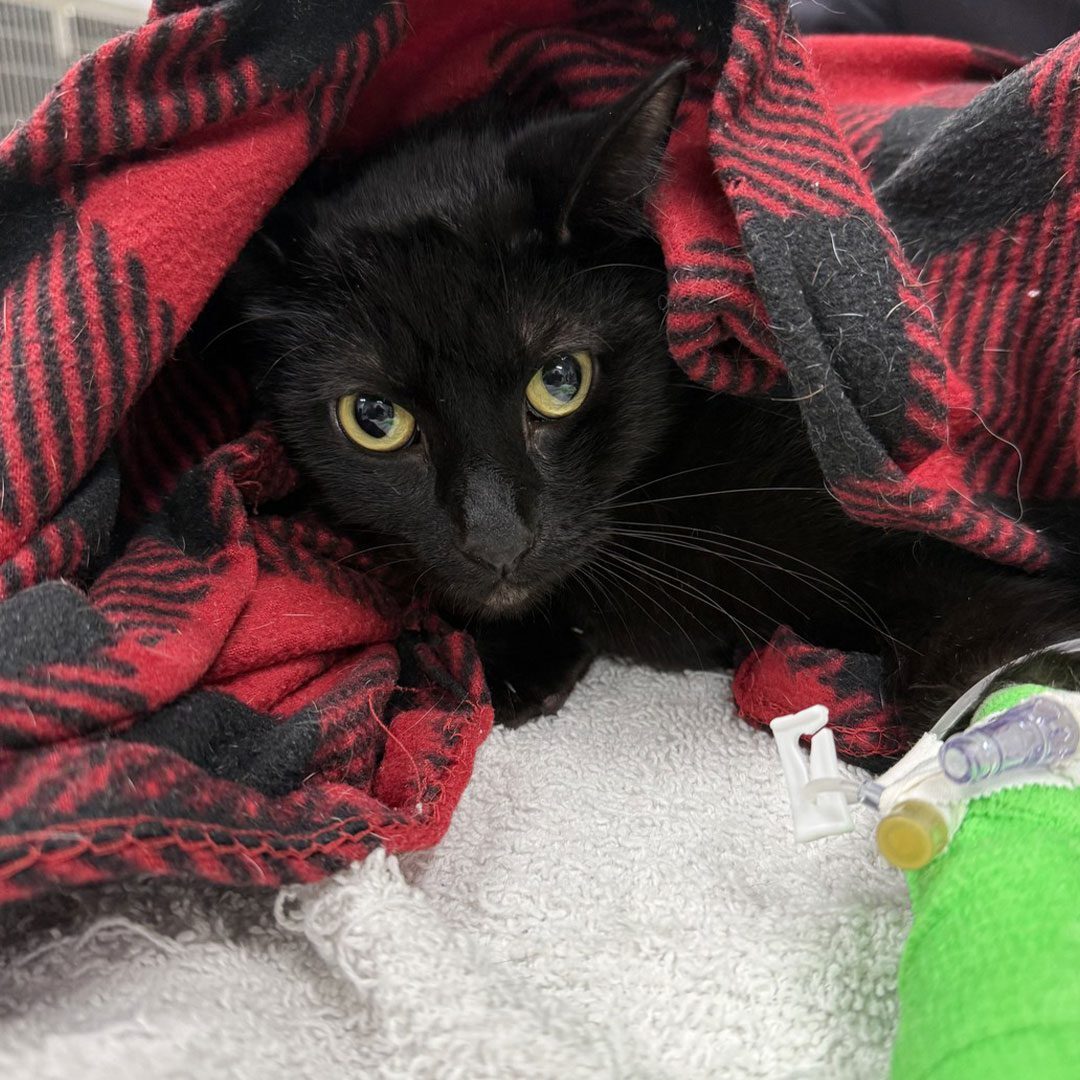 black cat named Chunky recovering under red plaid blanket
