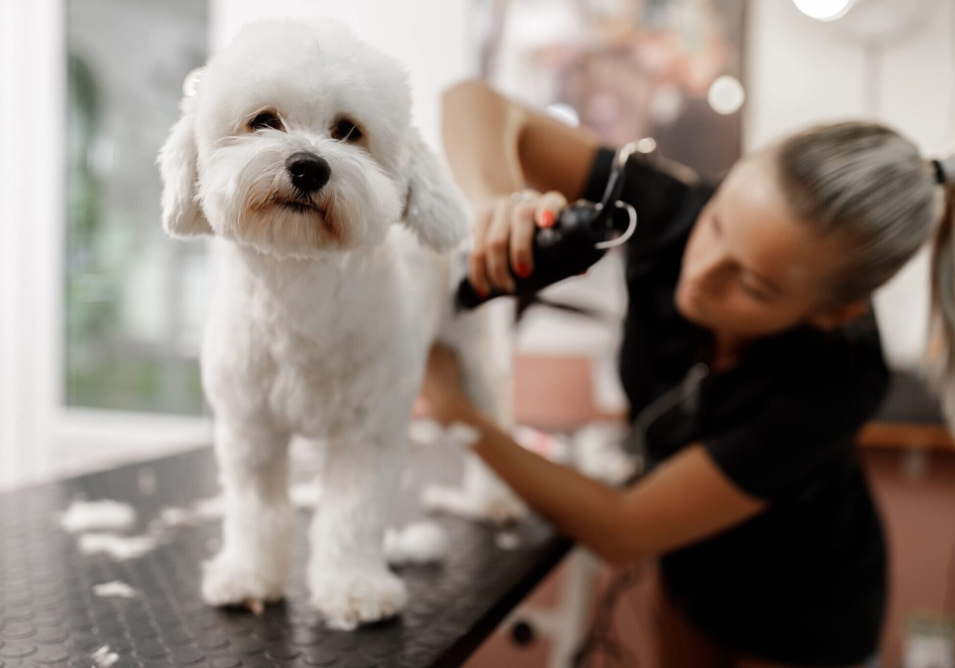 white dog getting a haircut by the groomer
