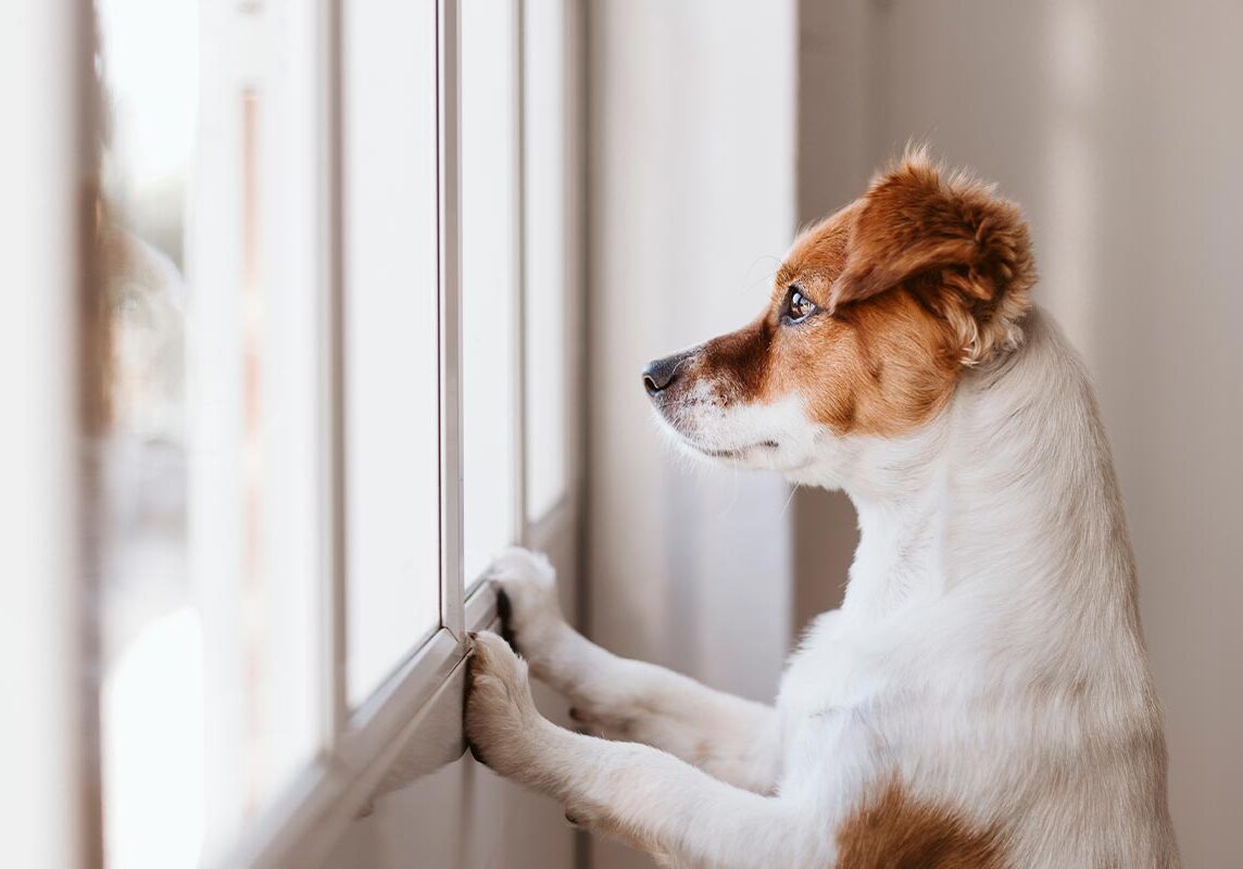 small dog standing on two legs and looking out window