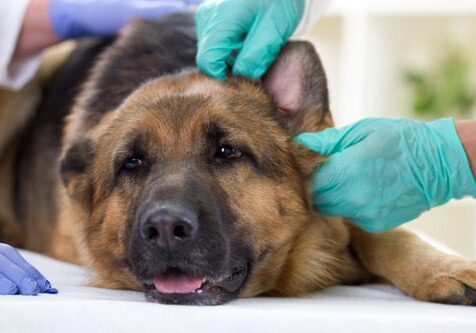 vet checking a german shepherd dog's ears at the clinic