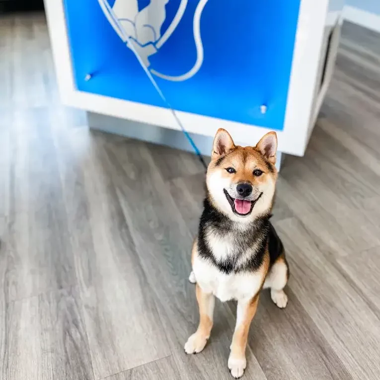 smiling dog posing for a photo at the front desk
