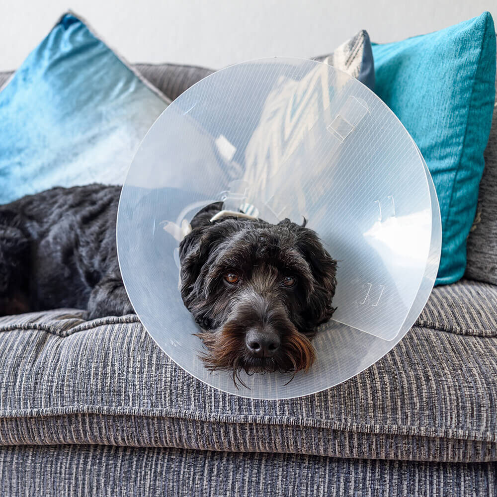 black dog in cone laying on couch