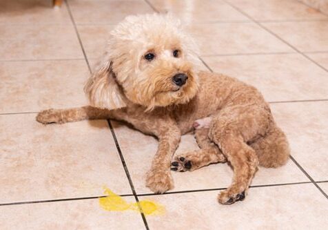 toy poodle dog lays near yellow vomit puddle on the floor