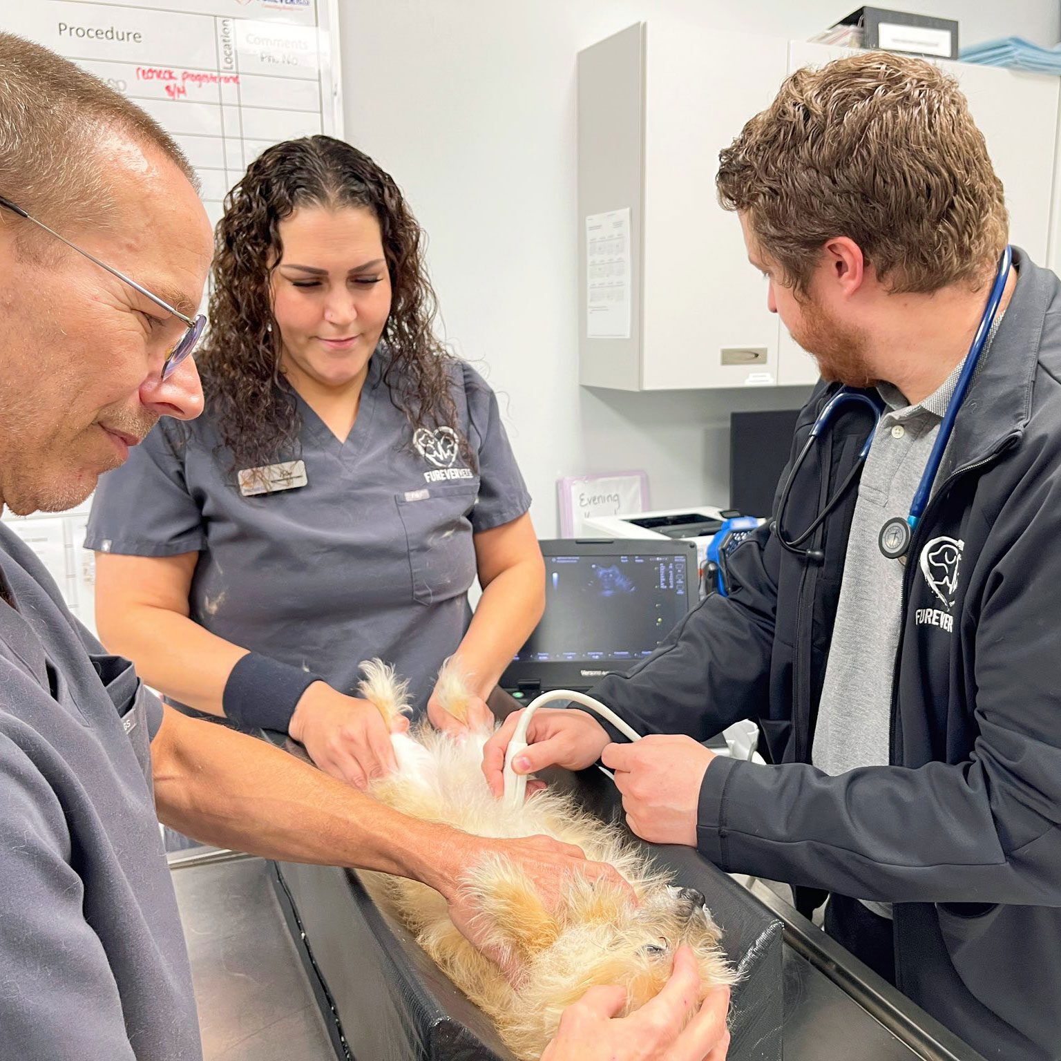 veterinarians getting ultrasound from small dog