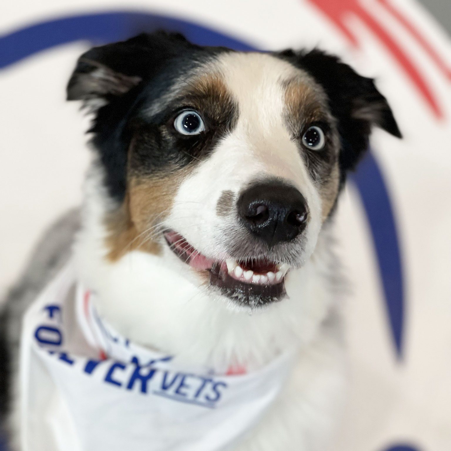 Australian Shepherd dog wearing a bandana while sitting and looking up
