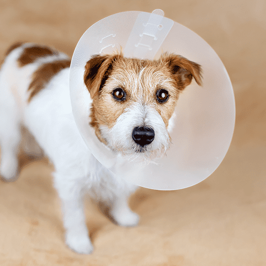 dog-laparoscopic-spay