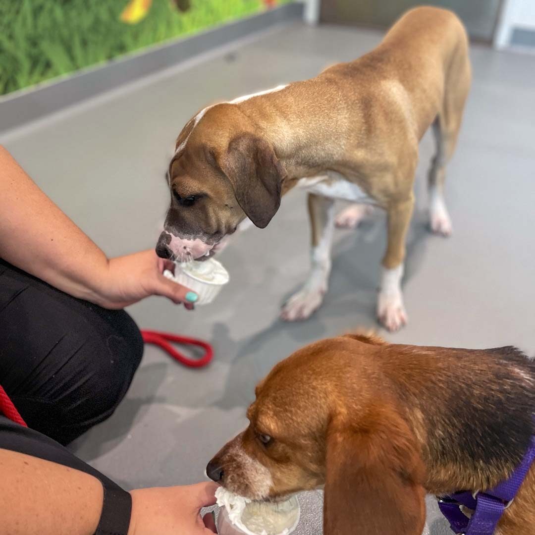 two dogs eating ice cream