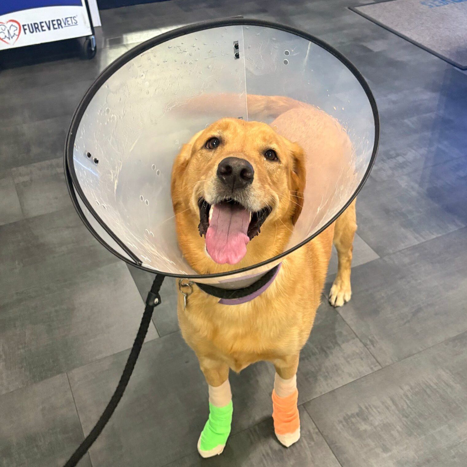 tan dog in a cone with bandages on its feet