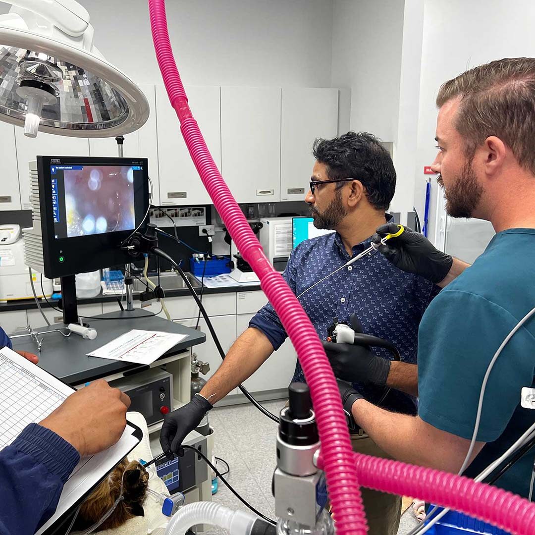 team performing endoscopy diagnostics on dog