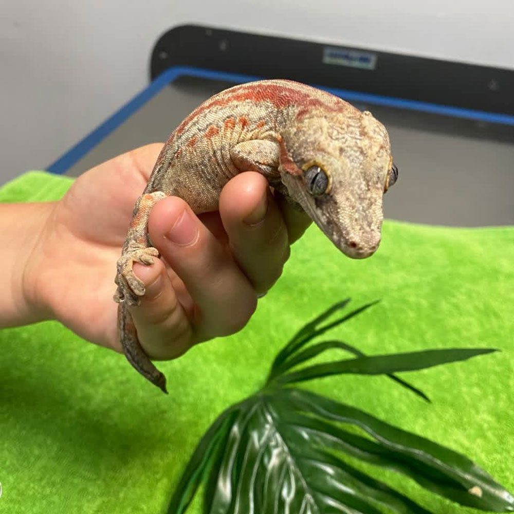 Exotic Lizard Held In Hand With Plant