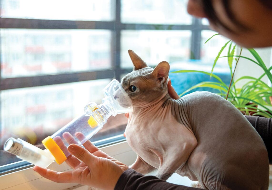 female giving asthmatic cat medicine through inhaler