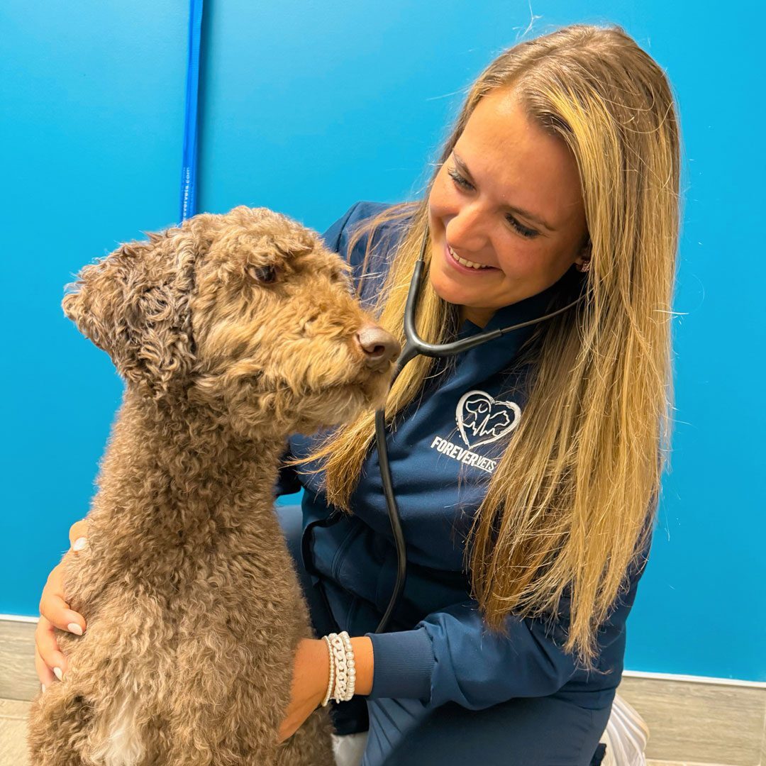 smiling female veterinarian examining dog with stethoscope