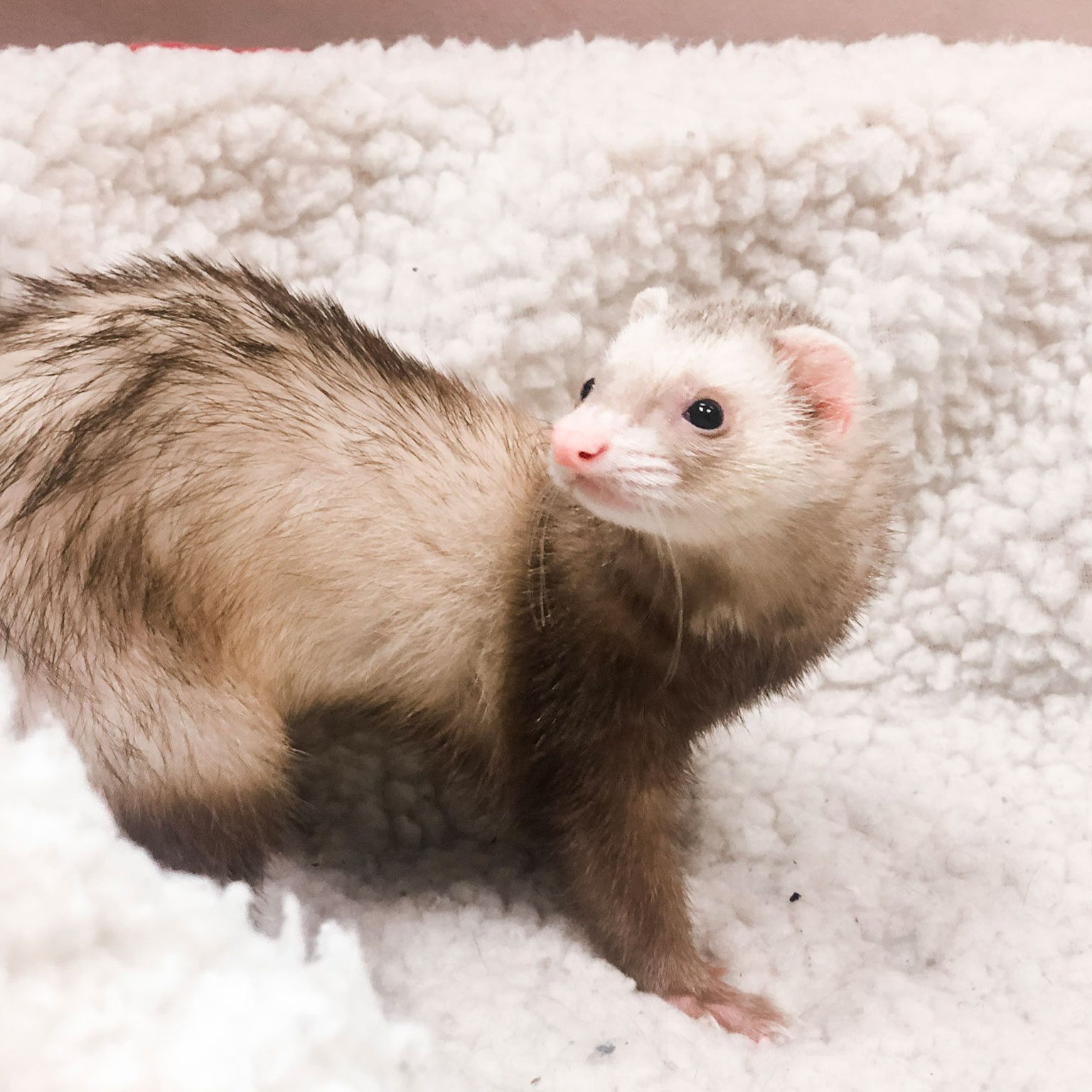 ferret sitting on fluffy white sherpa blanket
