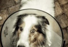 white dog wearing an e collar