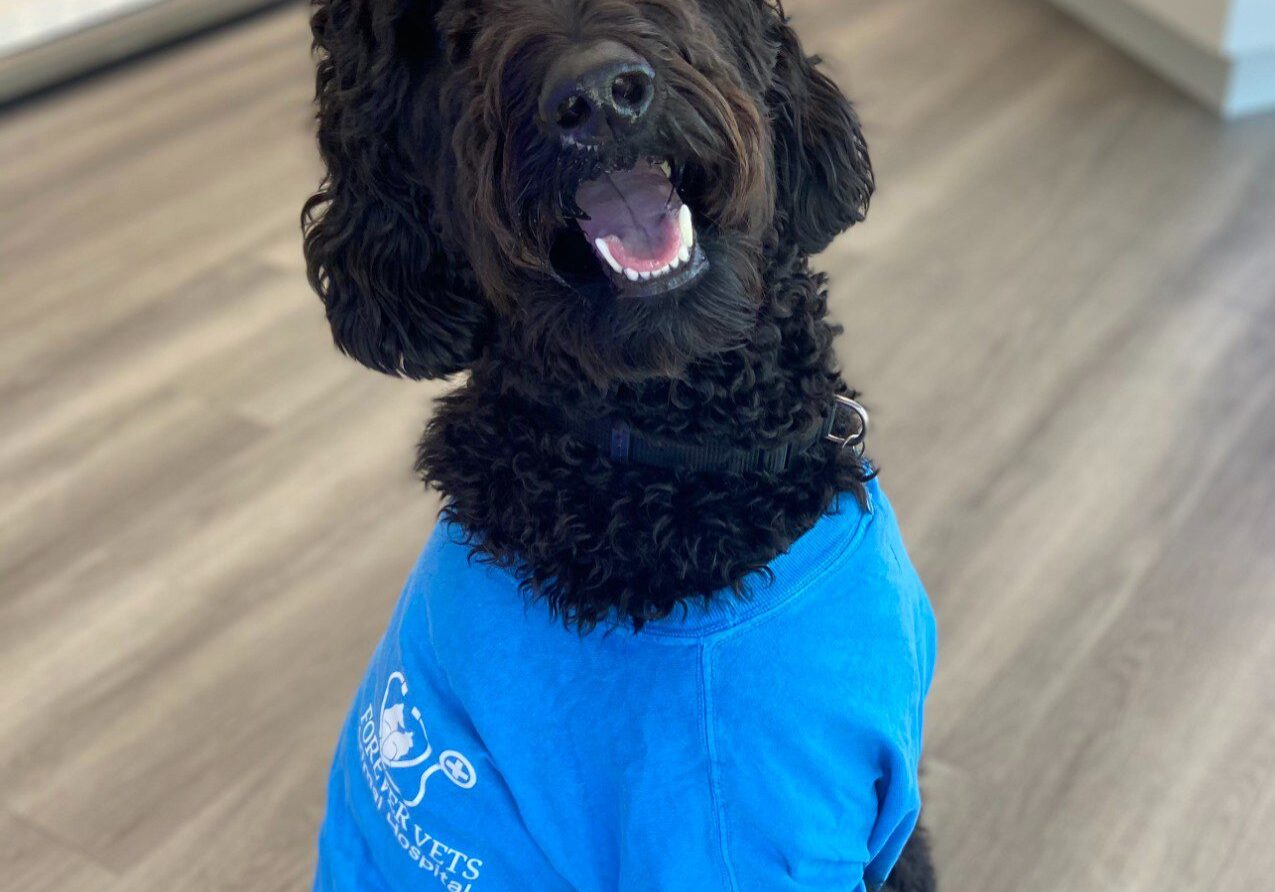 black dog sitting down and wearing a blue sweater