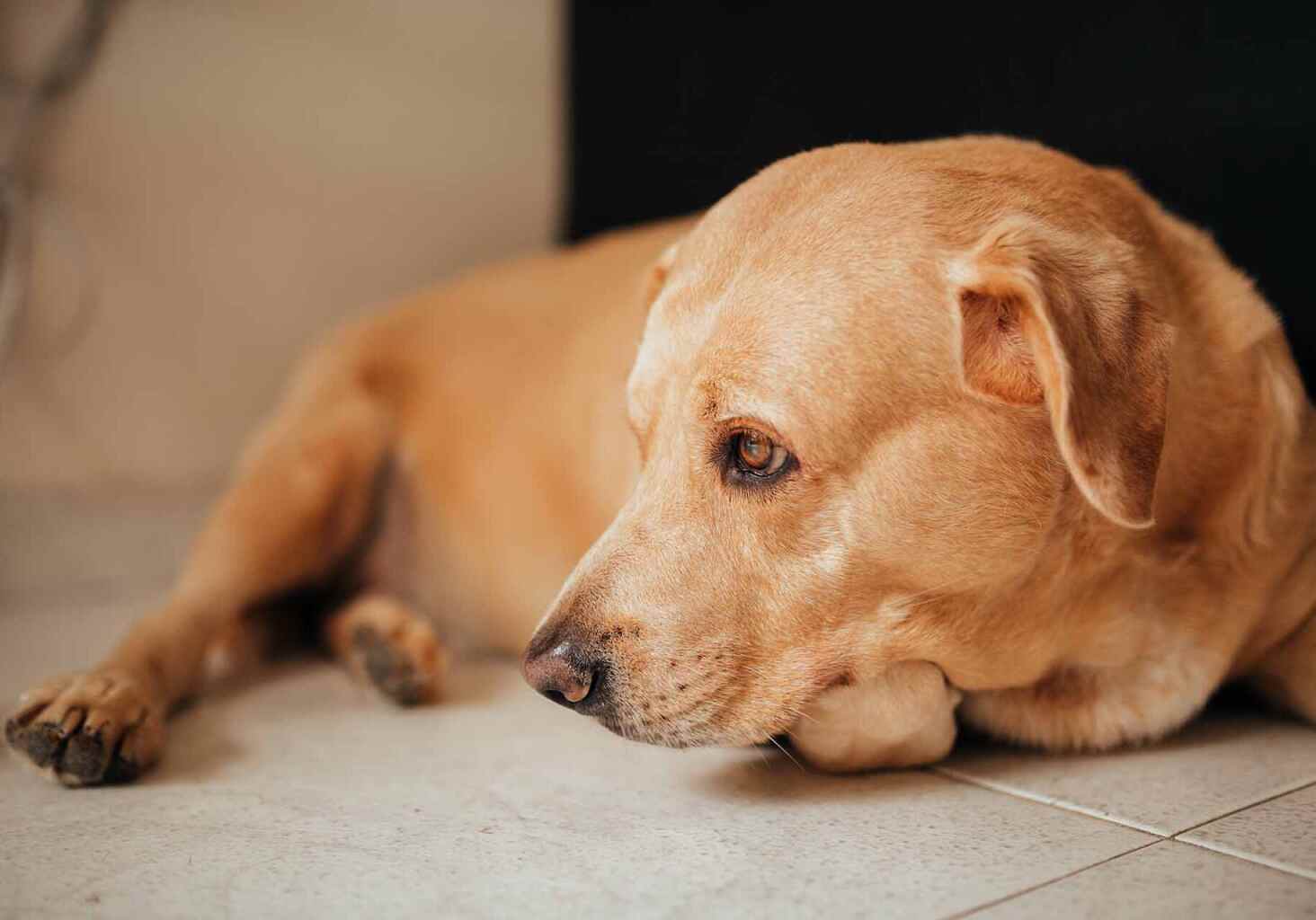 tan dog laying on the floor