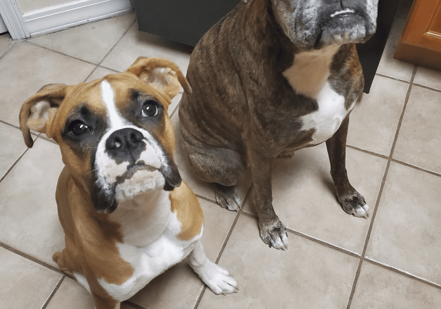 two dogs sitting in the exam room at our animal hospital