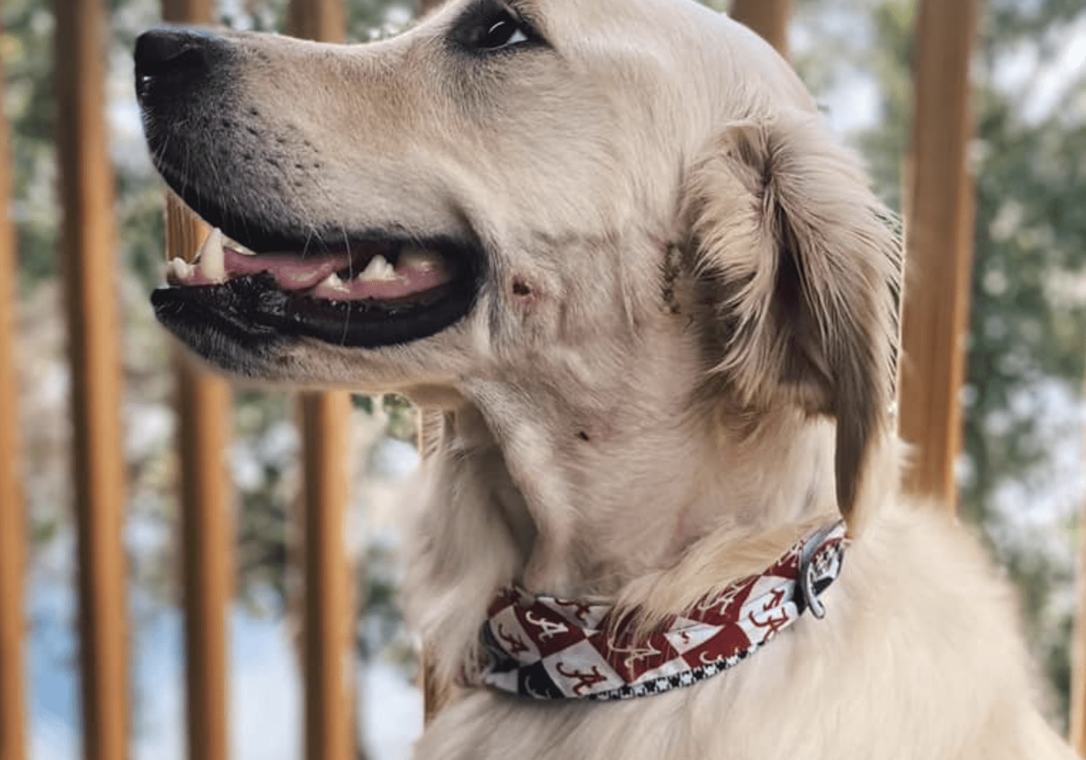 dog wearing a collar and sitting on the deck outside