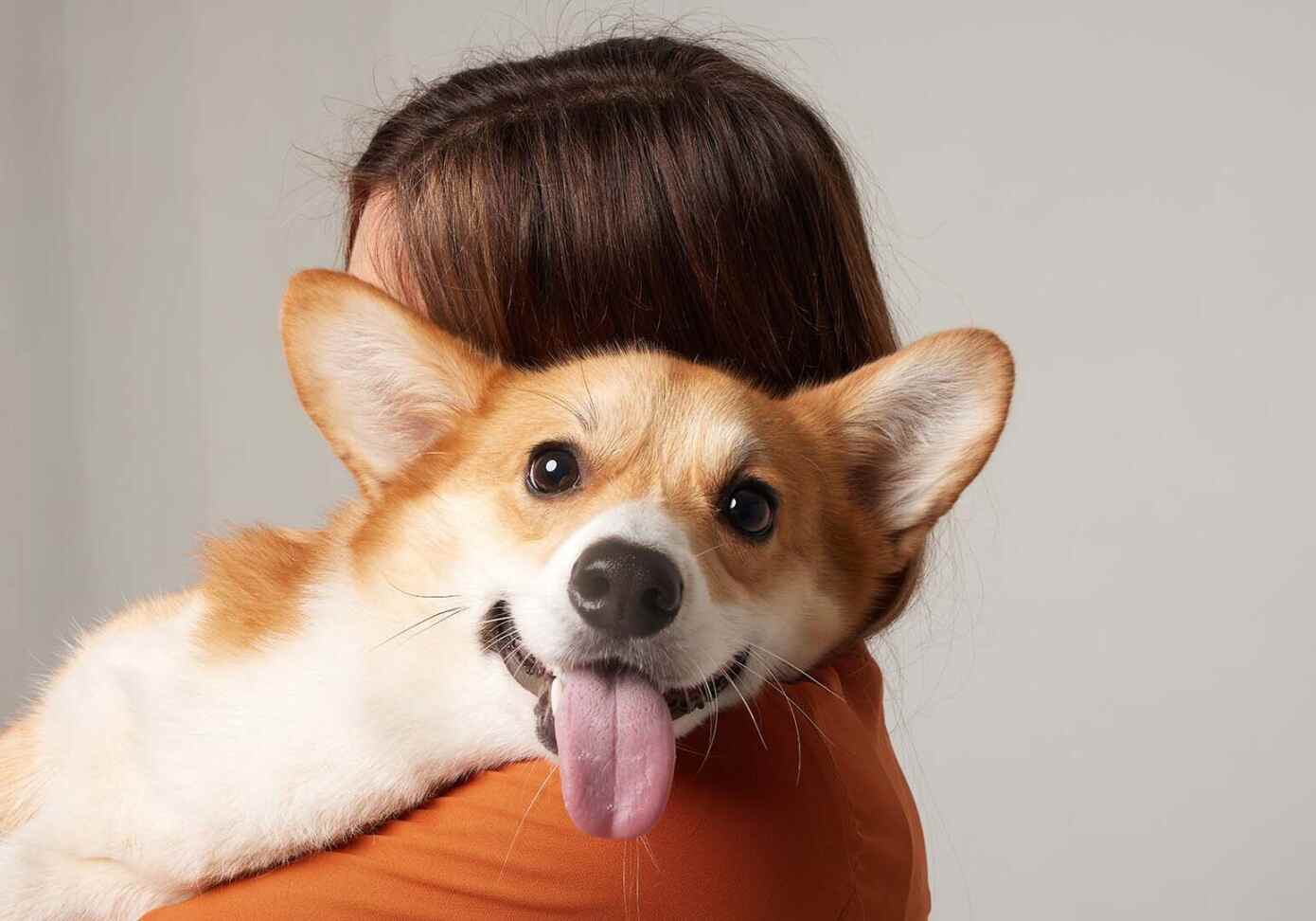 tan and white dog being held by a woman