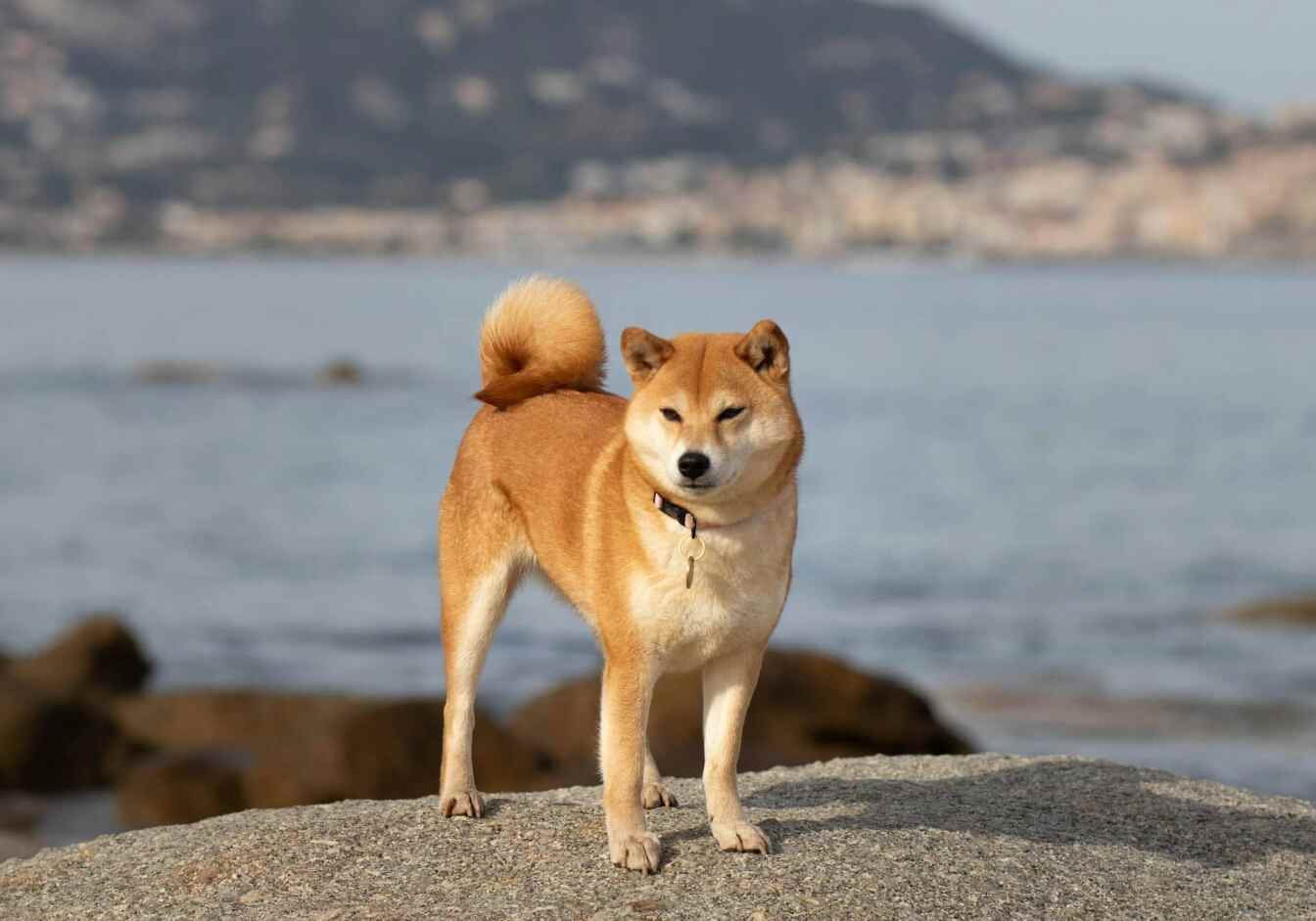 dog exploring on the beach
