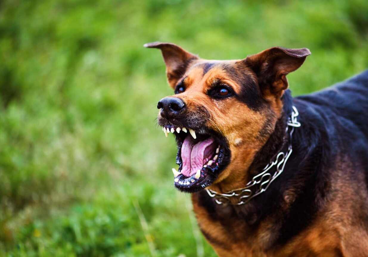 dog barking outside