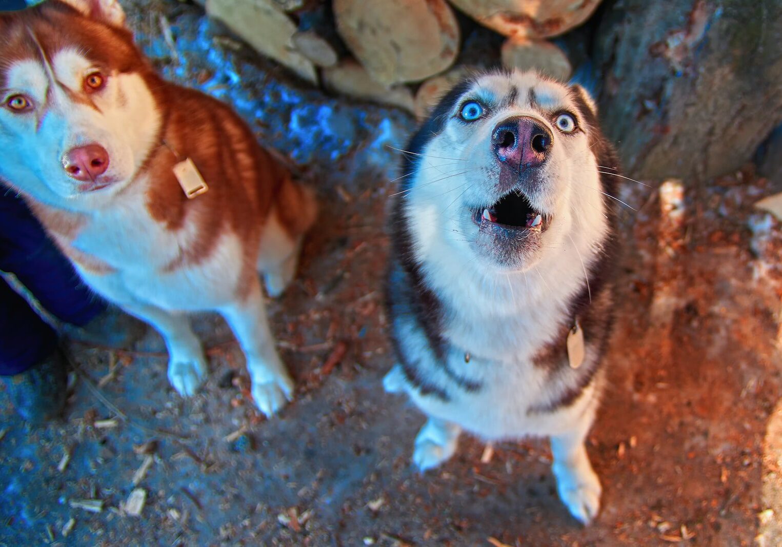 two husky dogs and one is barking