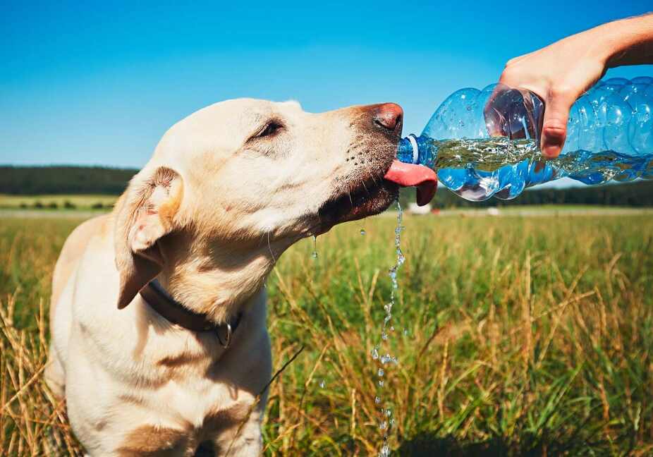 dog drinking water out of a bottle