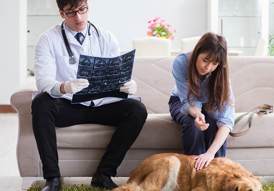 dog and woman with the veterinarian looking at xrays