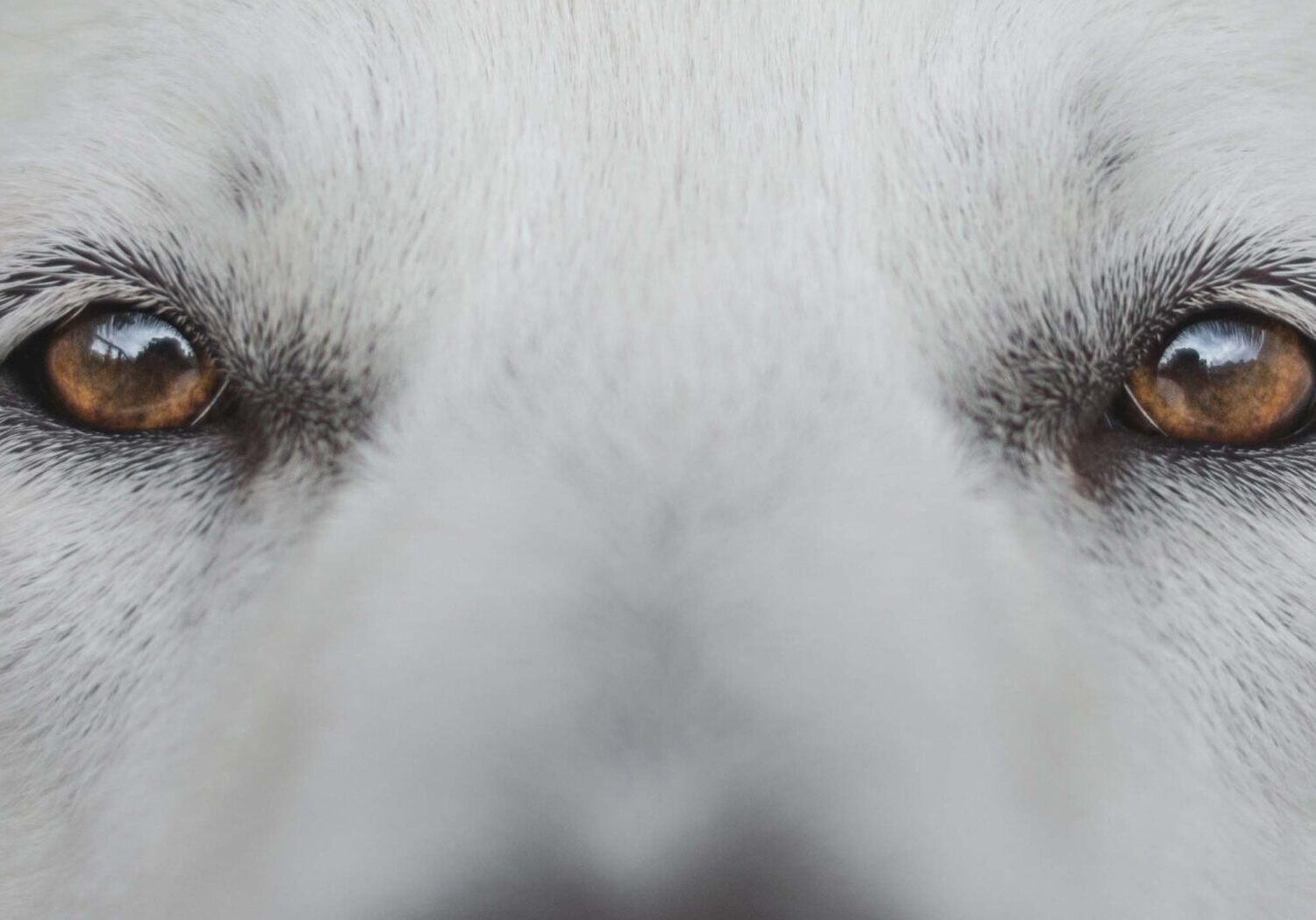 closeup of a white dog with brown eyes